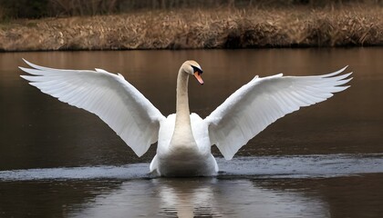 A Swan With Its Wings Spread Wide  Showing Off Its Impressive Wingspan   (2) - obrazy, fototapety, plakaty