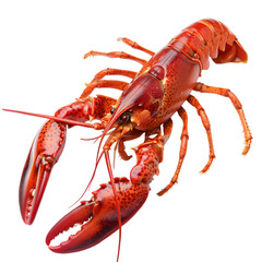 Boiled red crayfish isolated on transparent background