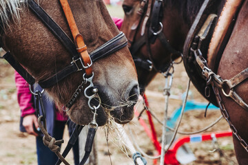 Close up sur les naseaux d'un cheval de trait brun avec son équipement de traction - obrazy, fototapety, plakaty