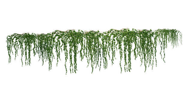 Plante Png Images  Browse 6,336,443 Stock Photos, Vectors, and Video |  Adobe Stock