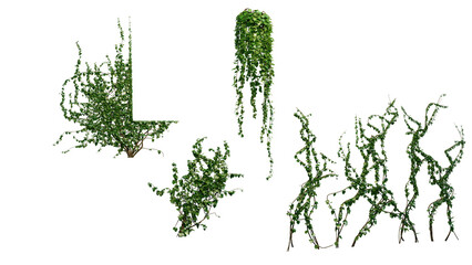 Ivy Plants PNG , Plants,Floral elements,Flowers,Pots on a Transparent Background © Farah