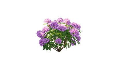 Ivy Plants PNG , Plants,Floral elements,Flowers,Pots on a Transparent Background