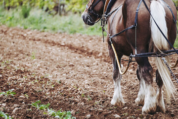 Portrait d'un cheval de trait brun avec son équipement de traction - 757171533