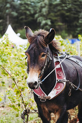 Portrait d'un cheval de trait brun avec son équipement de traction - 757171724