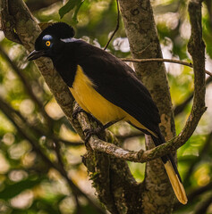 Common magpie (Cyanocorax chrysops), yellow breast, black head and blue eyebrows. plush-crested jay, Argentina and brazil iguazu park.