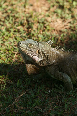 Fototapeta premium iguana on a grass