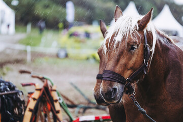 Portrait d'un cheval de trait brun avec son équipement de traction - obrazy, fototapety, plakaty