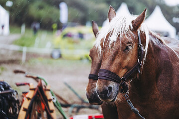 Portrait d'un cheval de trait brun avec son équipement de traction - obrazy, fototapety, plakaty