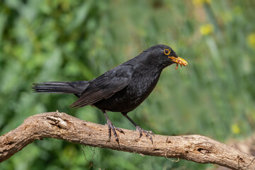 Blackbird, male,