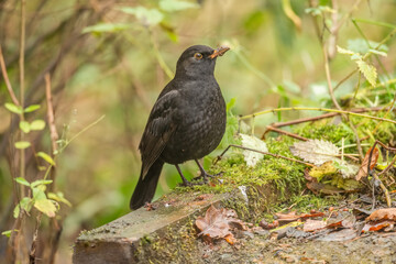 Blackbird, female,