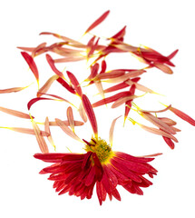 red chrysanthemum flower with petals on white background.