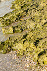 green algae on the seashore.