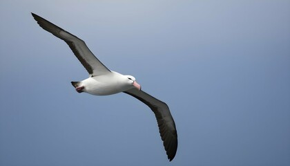 An Albatross With Its Wings Arched Gracefully Soa