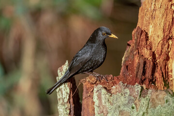 Blackbird, male,