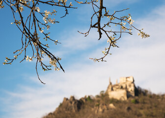 Wachau, Dürnstein apple blossom with castle ruin in background - 757177951