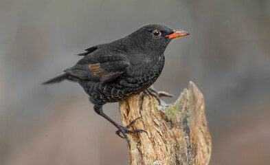 Blackbird, male,