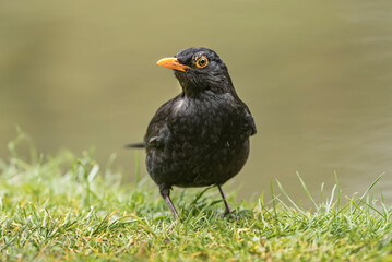Blackbird, male,