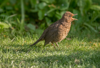 Blackbird, female,