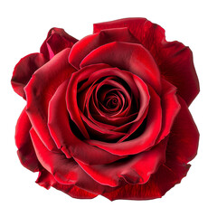 Naklejka premium isolated illustration of red rose flower. Created with Generative AI