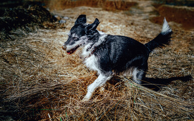 a dog with a dirty nose digs holes