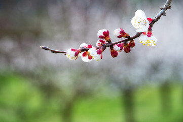 apricot blossom, Wachau, Austria - 757179345
