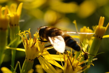 FU 2021-07-23 Remagen 193 Auf der Blüte sitzt eine Biene