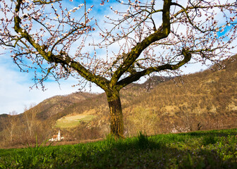 Church of St. John Mauerthale with apricot blossom, Wachau, Austria - 757180327