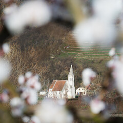 Church of St. John Mauerthale with apricot blossoms, Wachau, Austria - 757180520