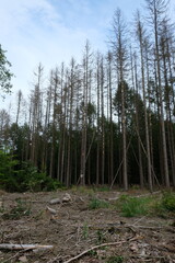 FU 2021-08-08 WanderHonLinz 41 Am Waldrand stehen tote Bäume