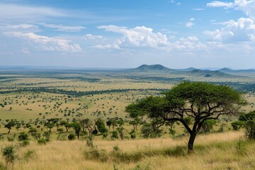 Naklejka premium A vast field with a prominently positioned tree standing in the center, surrounded by open space, A panoramic view of the African savannah, AI Generated