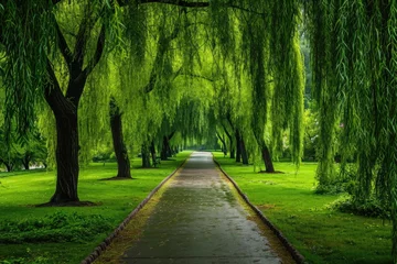 Plexiglas foto achterwand A clear pathway winding through a dense forest of towering trees, with lush green grass on either side, A pathway enveloped by weeping willow trees in a park, AI Generated © Iftikhar alam