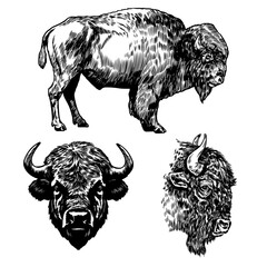 Bison illustration. Vintage hand drawn bison illustration. Set of bison line art drawing. Bison sketch © Kusumaillustration