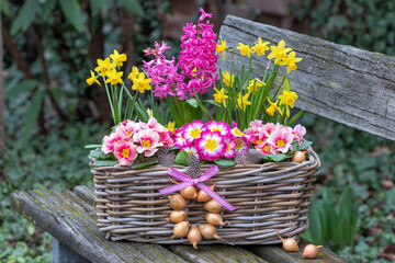 pink Primeln, Hyazinthen und gelbe Narzissen im Korb auf der Gartenbank