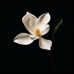 Magnolia Flower, isolated on black background