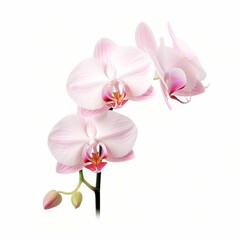 Orchid Flower, isolated on white background