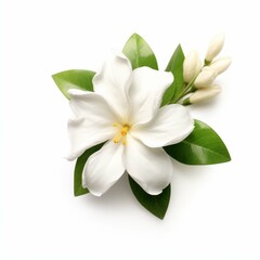 Jasmine Flower, isolated on white background