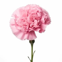 Carnation Flower, isolated on white background