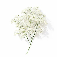 Baby's Breath Flower, isolated on white background