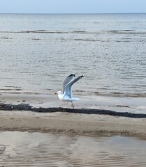 seagulls on the sea coast