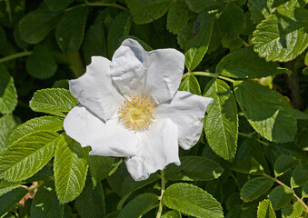 Rosa rugosa 'Alba' has single, white flowers of silky texture with a strong Old Rose fragrance