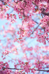 blossom sakura