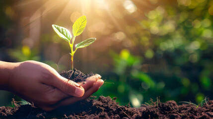 A hand carefully holds a mound of soil with a green sprout under the beaming sunlight, depicting care and growth