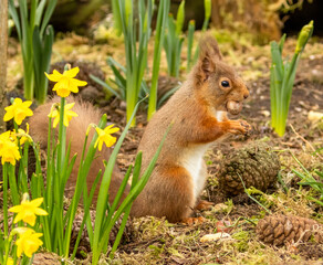 Beautiful little scottish red squirrel in spring with yellow daffodils 