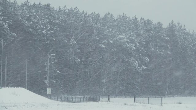 Heavy snow on the background of pine forests and snow-covered field.