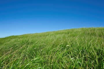 Obraz premium A photo of a grassy hill with a vibrant blue sky stretching across the background, Lush grassland under a clear blue sky, AI Generated