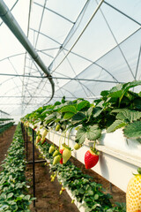 No soil starwberry farming in a greenhouse
