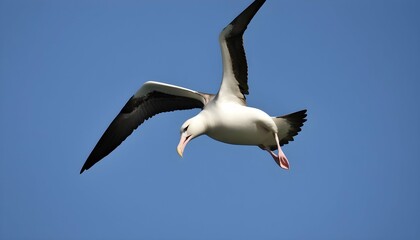 Fototapeta na wymiar An Albatross With Its Beak Pointed Skyward Callin