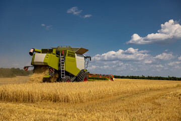 Harvesting golden summer wheat summer cereals. Combine food agriculture plants.