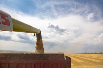 Close up view of combine harvester pouring a tractor-trailer with grain during harvesting