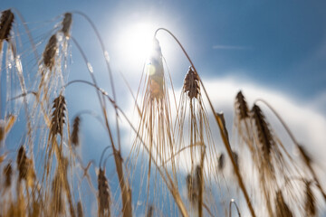 Golden wheat field against the background of the summer sky.